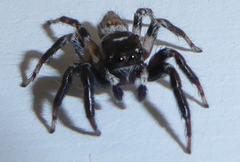 Evarcha jucunda - Salticidae